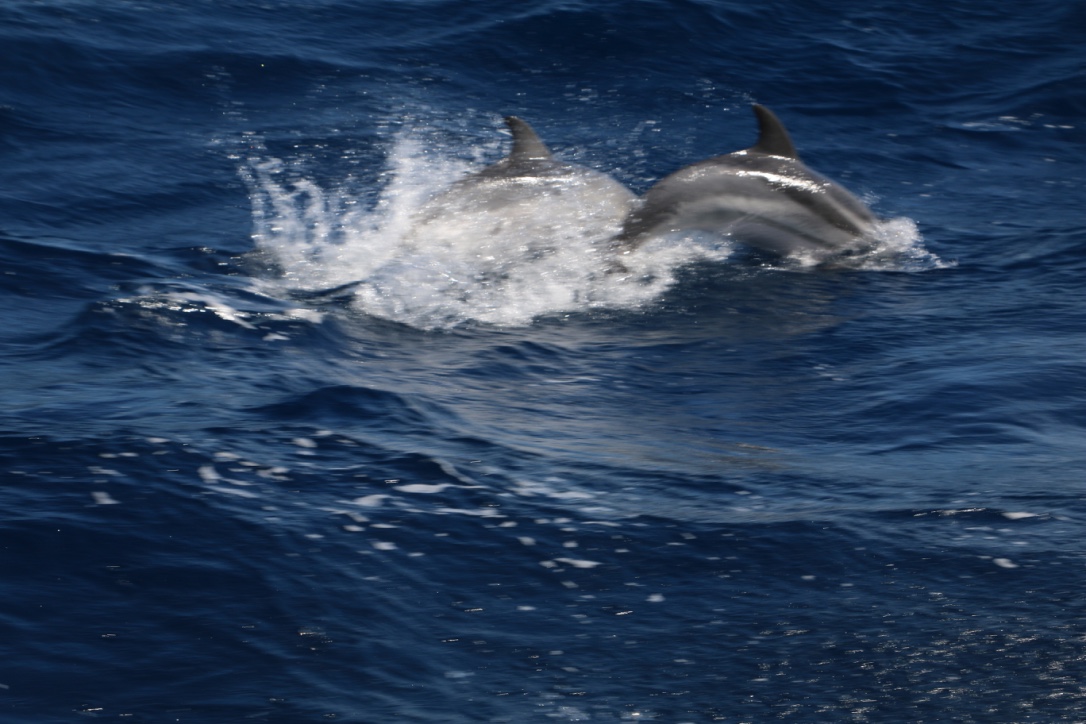 dauphins corse porto vecchio catamaran